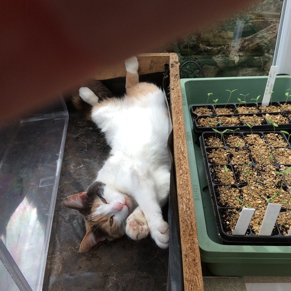 Shall we show off our cats? &#55357&#56832&#55357&#56832&#55357&#56832&#55357&#56832