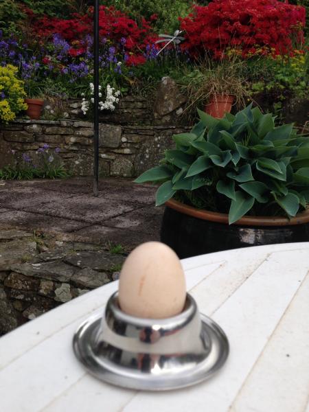 Our first egg