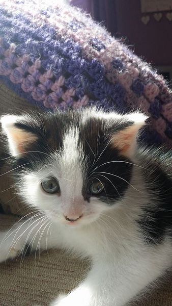 Shall we show off our cats? &#55357&#56832&#55357&#56832&#55357&#56832&#55357&#56832