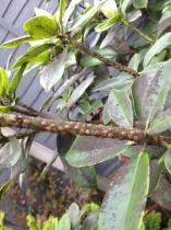 Please help - what is this pest?