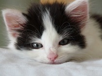 Shall we show off our cats? &#55357&#56832&#55357&#56832&#55357&#56832&#55357&#56832