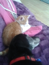 Shall we show off our cats? &#55357&#56832&#55357&#56832&#55357&#56832&#55357&#56832