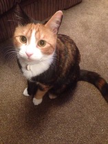 Shall we show off our cats? &#55357&#56832&#55357&#56832&#55357&#56832&#55357&#56832