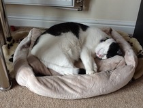Shall we show off our cats? &#55357&#56832&#55357&#56832&#55357&#56832&#55357&#56832