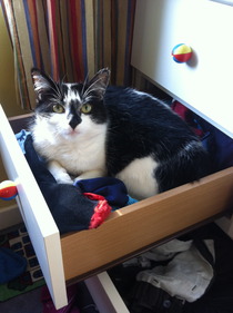 Shall we show off our cats? &#55357&#56832&#55357&#56832&#55357&#56832&#55357&#56832