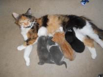 How the bloody hell do I stop my cat being such a complete git?