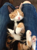 Shall we show off our cats? &#55357&#56832&#55357&#56832&#55357&#56832&#55357&#56832