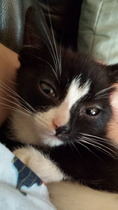 Shall we show off our cats? &#55357&#56832&#55357&#56832&#55357&#56832&#55357&#56832
