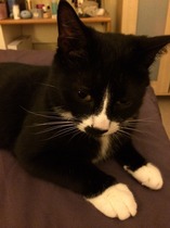 Shall we show off our cats? &#55357&#56832&#55357&#56832&#55357&#56832&#55357&#56832
