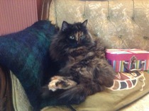 Shall we show off our cats? &#55357&#56832&#55357&#56832&#55357&#56832&#55357&#56832