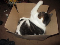 Shall we show off our cats? &#55357&#56832&#55357&#56832&#55357&#56832&#55357&#56832