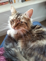 Shall we show off our cats? &#55357&#56832&#55357&#56832&#55357&#56832&#55357&#56832