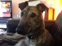 Greyhound, Whippet or Lurcher owner? Here's another pointy hounds cushion!