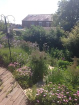 Non gardeners commenting on my garden