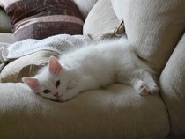 Shall we show off our cats? &#55357&#56832&#55357&#56832&#55357&#56832&#55357&#56832