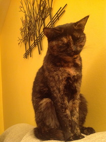 Shall we show off our cats? &#55357&#56832&#55357&#56832&#55357&#56832&#55357&#56832