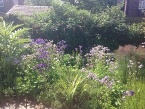 Non gardeners commenting on my garden