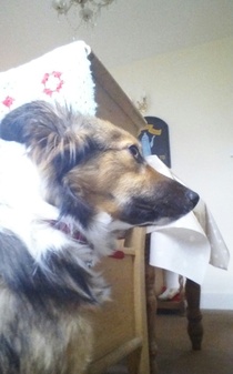 my dog keeps zig zagging behind me. what does it mean?