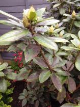 Please help - what is this pest?