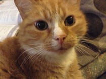 Shall we show off our cats? &#55357&#56832&#55357&#56832&#55357&#56832&#55357&#56832