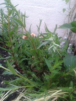 Weed? ID please.