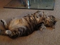 Shall we show off our cats? &#55357&#56832&#55357&#56832&#55357&#56832&#55357&#56832