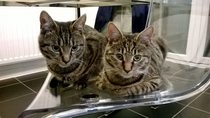 Shall we show off our cats? &#55357&#56832&#55357&#56832&#55357&#56832&#55357&#56832