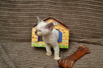 Shall we show off our cats? &#55357&#56832&#55357&#56832&#55357&#56832&#55357&#56832
