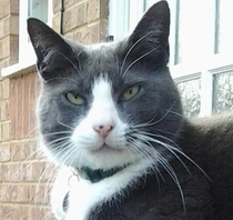 Shall we show off our cats? &#55357&#56832&#55357&#56832&#55357&#56832&#55357&#56832