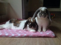 House rabbit owners - over here pls!!