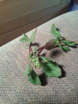 Can anyone identify this weed?  It was in a bag of Sainsbury's spinach...