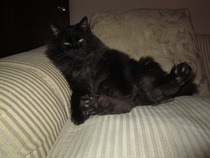 Shall we show off our cats? &#55357&#56832&#55357&#56832&#55357&#56832&#55357&#56832