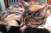 Shall we show off our cats? &#55357&#56832&#55357&#56832&#55357&#56832&#55357&#56832