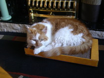 Shall we show off our cats? &#55357&#56832&#55357&#56832&#55357&#56832&#55357&#56832