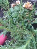 Weed? ID please.