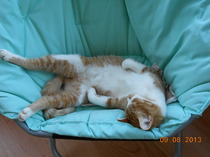 Shall we show off our cats? &#55357&#56832&#55357&#56832&#55357&#56832&#55357&#56832