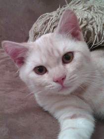 Shall we show off our cats? &#55357&#56832&#55357&#56832&#55357&#56832&#55357&#56832