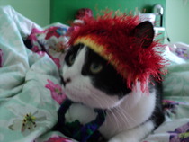 Shall we show off our cats? &#55357&#56832&#55357&#56832&#55357&#56832&#55357&#56832