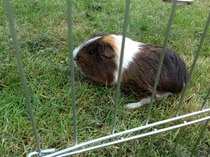 New rescue guineas - with pics!