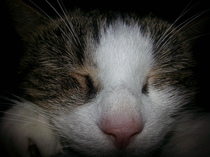 Shall we show off our cats? &#55357&#56832&#55357&#56832&#55357&#56832&#55357&#56832