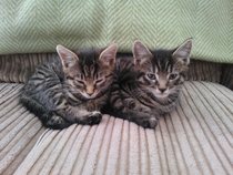Shall we show off our cats? &#55357&#56832&#55357&#56832&#55357&#56832&#55357&#56832