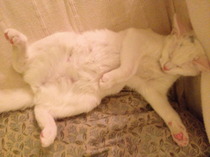 Shall we show off our cats? &#55357&#56832&#55357&#56832&#55357&#56832&#55357&#56832