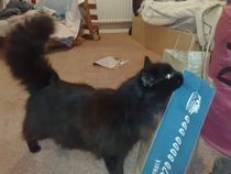 Shall we show off our cats? &#55357&#56832&#55357&#56832&#55357&#56832&#55357&#56832