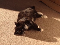 Shall we show off our cats? &#55357&#56832&#55357&#56832&#55357&#56832&#55357&#56832