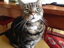 Shall we show off our cats? &#55357&#56832&#55357&#56832&#55357&#56832&#55357&#56832