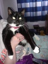 How the bloody hell do I stop my cat being such a complete git?