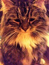 Shall we show off our cats? &#55357&#56832&#55357&#56832&#55357&#56832&#55357&#56832