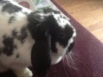 It's Rabbit Awareness Week!