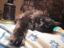 Shall we show off our cats? &#55357&#56832&#55357&#56832&#55357&#56832&#55357&#56832