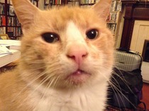 Shall we show off our cats? &#55357&#56832&#55357&#56832&#55357&#56832&#55357&#56832